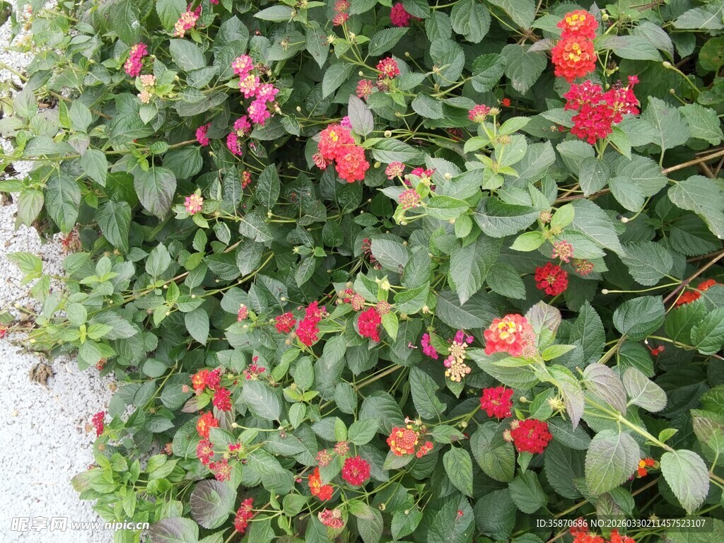 绿叶间绽放的艳红花朵