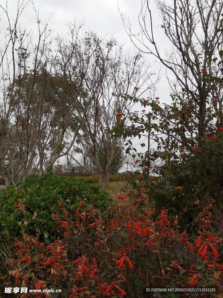 冬日郊野红绿植景观