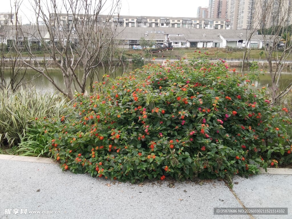 路边绽放的多彩花卉