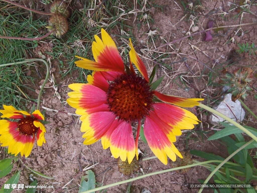 双色娇艳天人菊特写