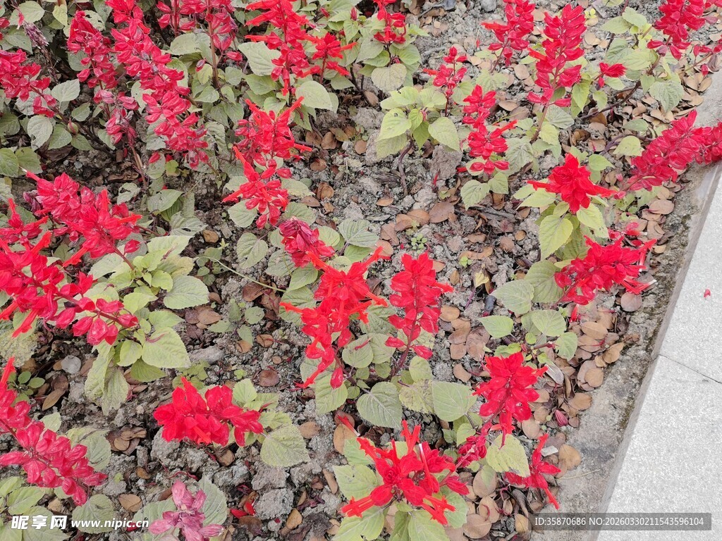 鲜艳红色花卉景观