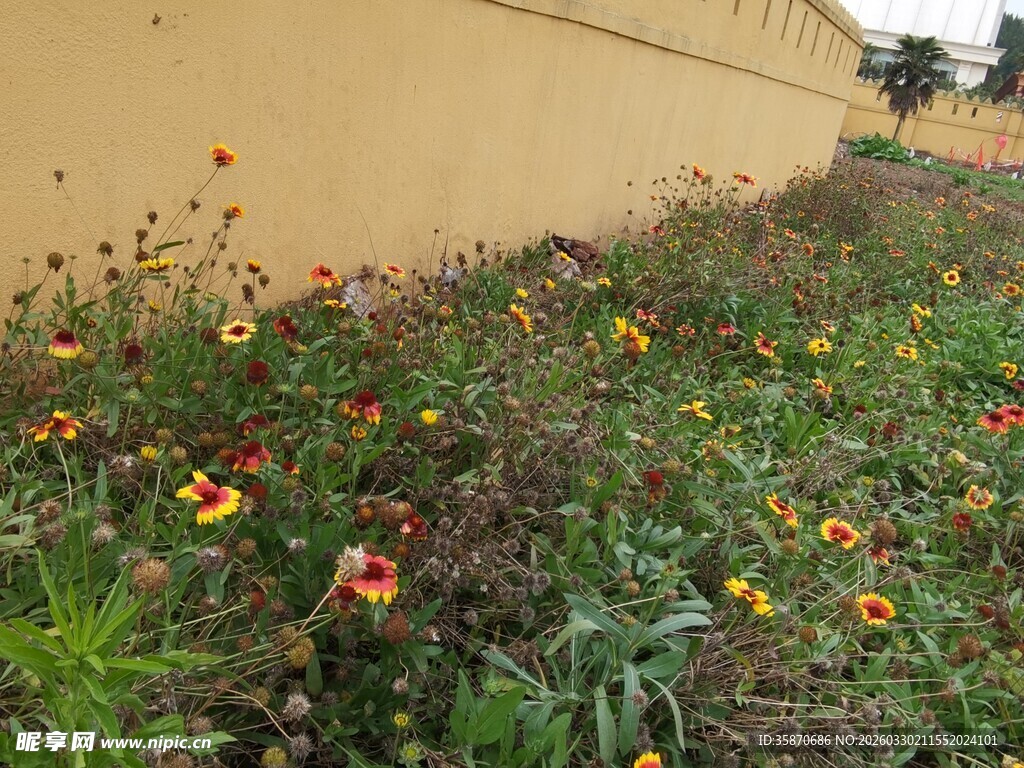 墙边多彩野花绽放
