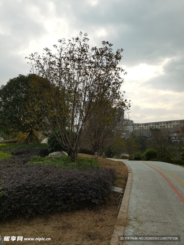 城郊小道旁的绿植景观