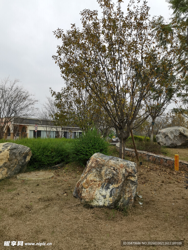 户外巨石旁的绿植与树木