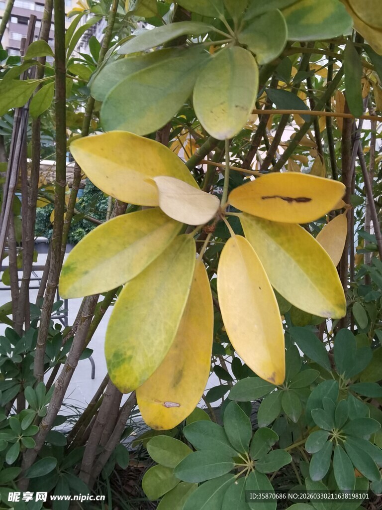 枝头黄叶展秋意