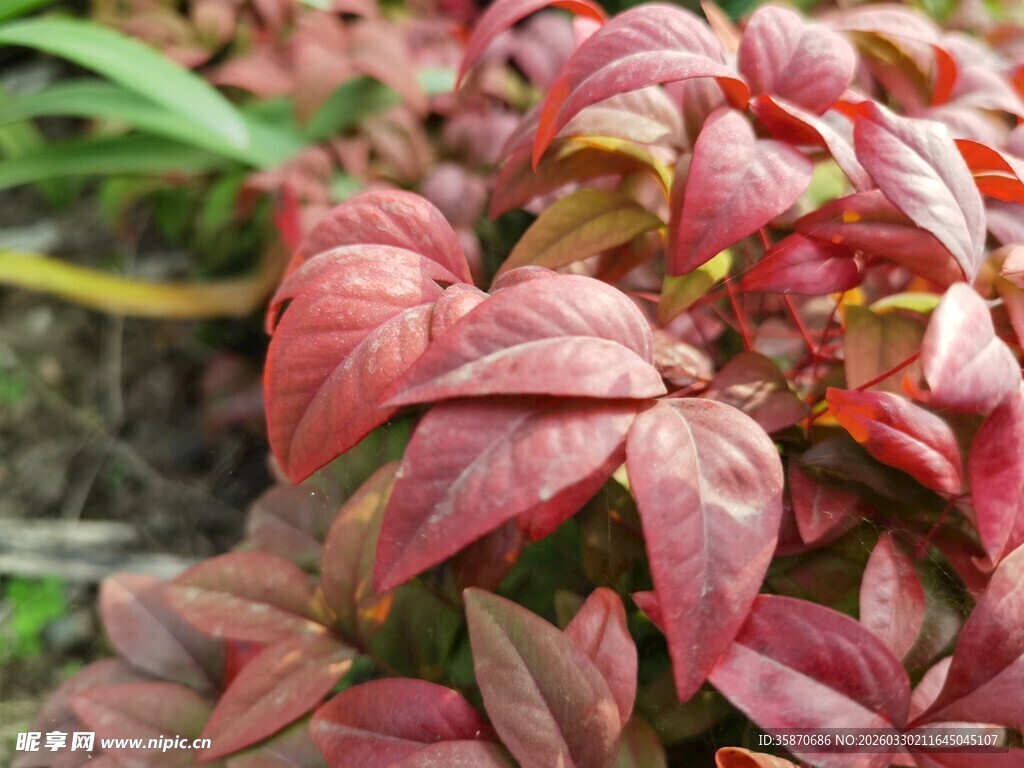 红叶植物特写