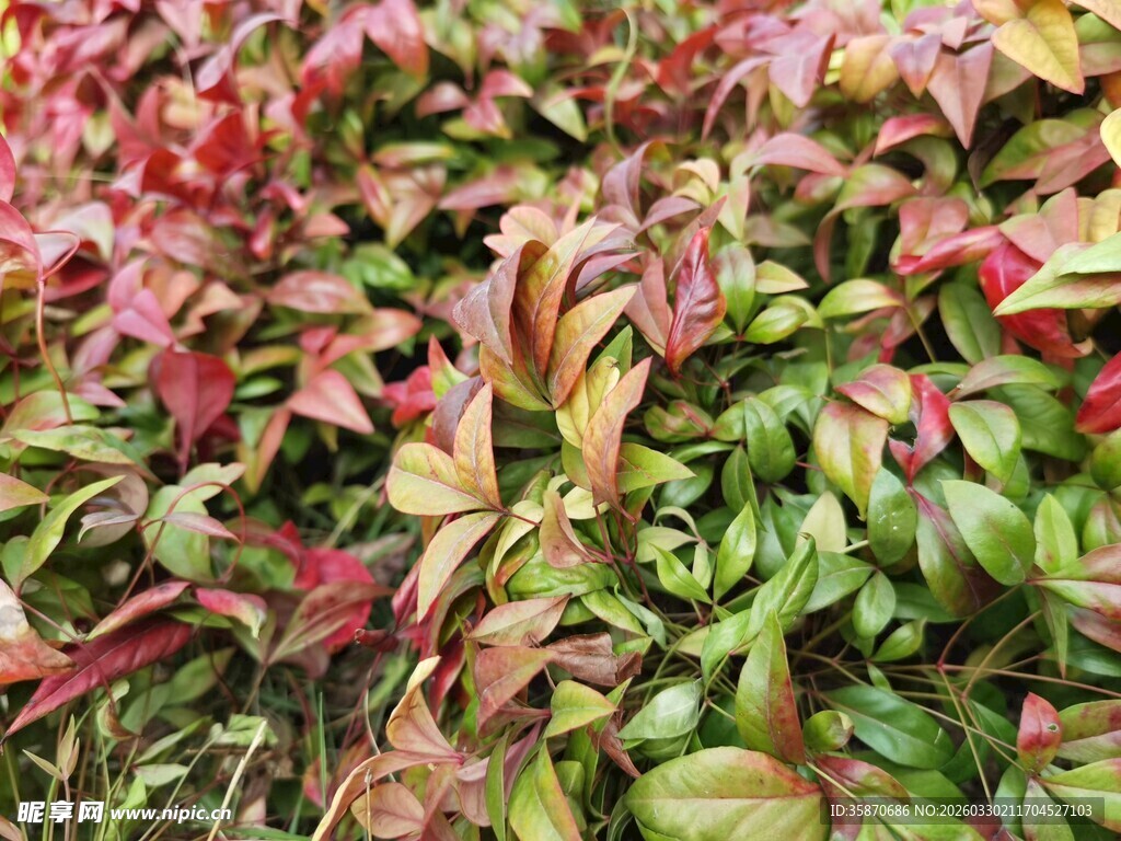 多彩斑斓的植物叶片