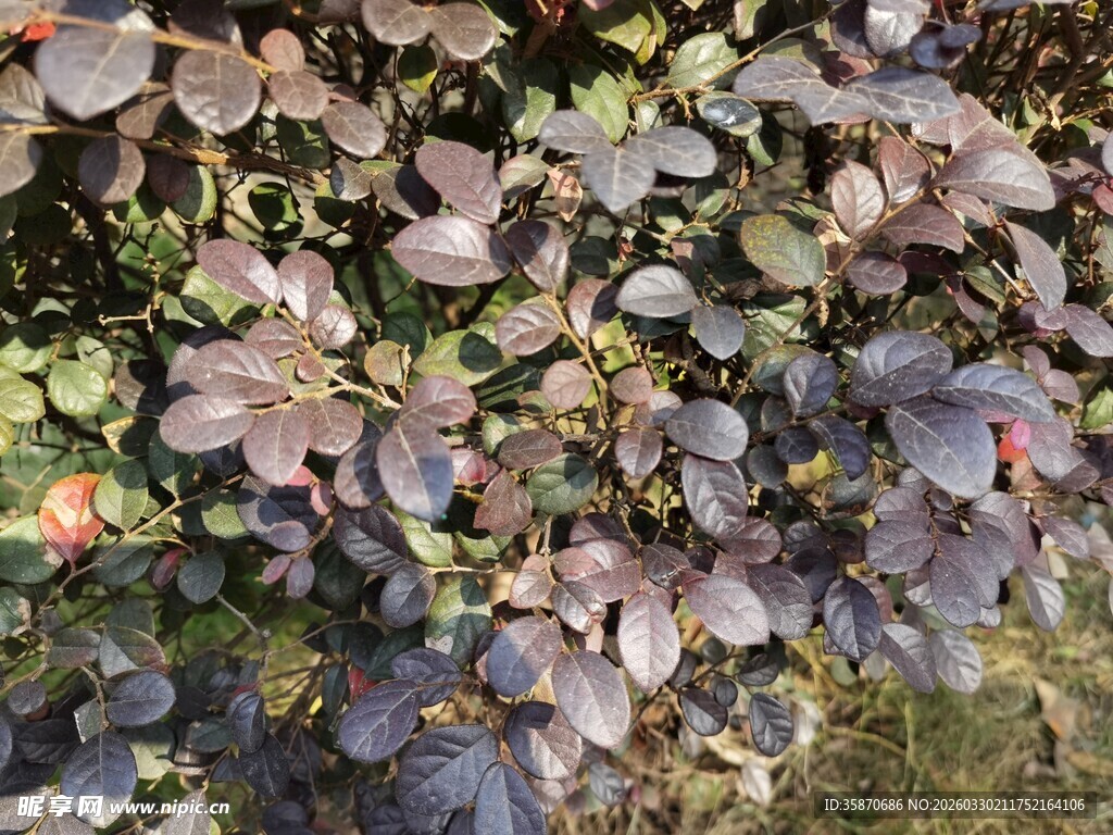 紫色花卉植物特写