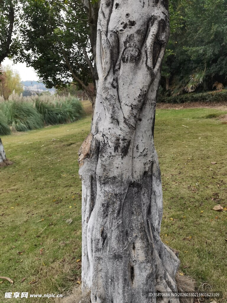 斑驳纹理的奇特树干