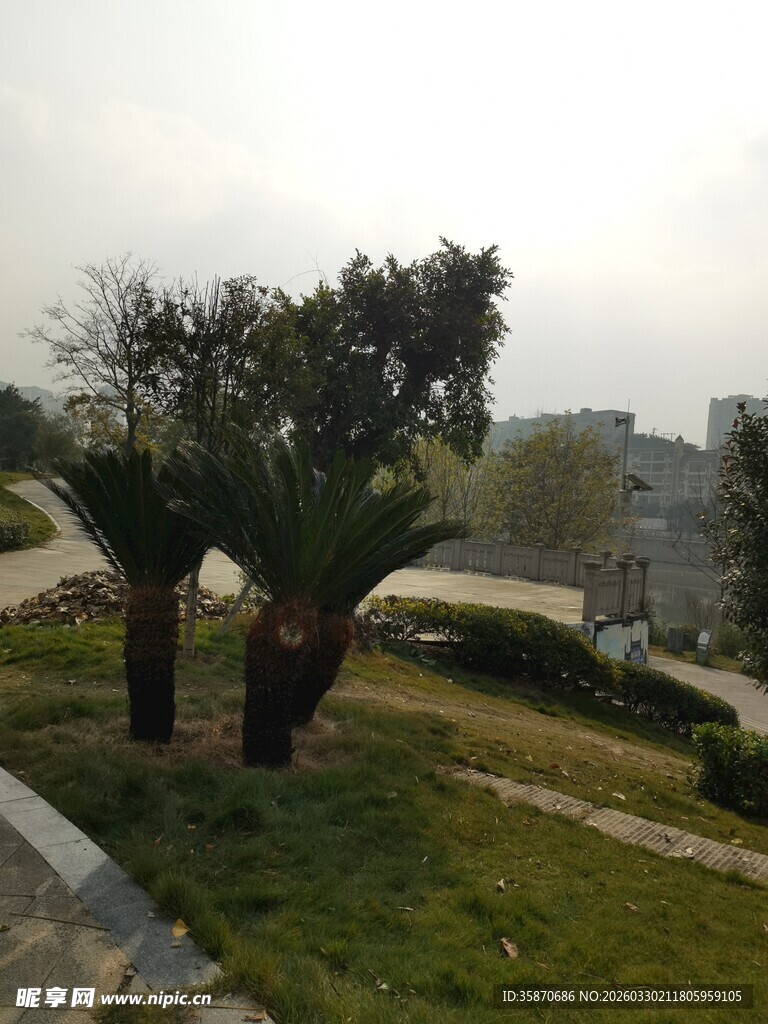 户外草地旁的两棵棕榈树