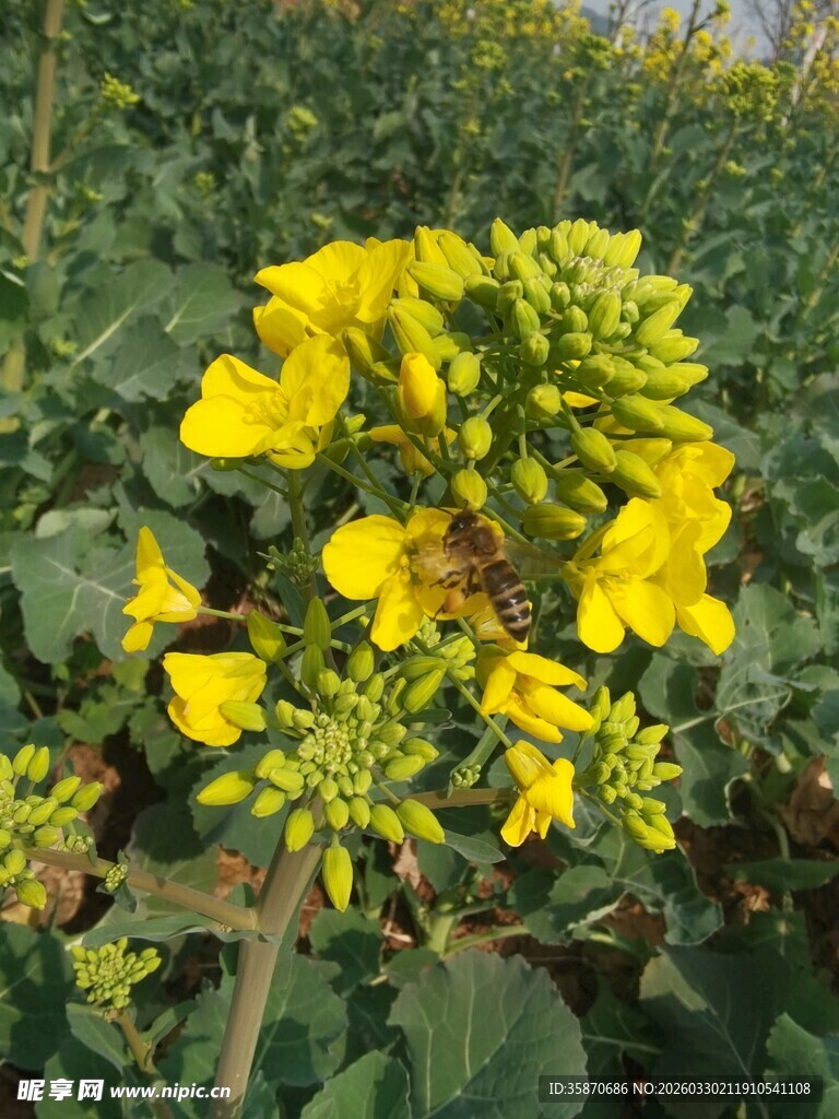 绽放的黄色油菜花