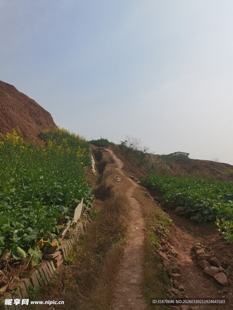 山间田园小道绿意盎然