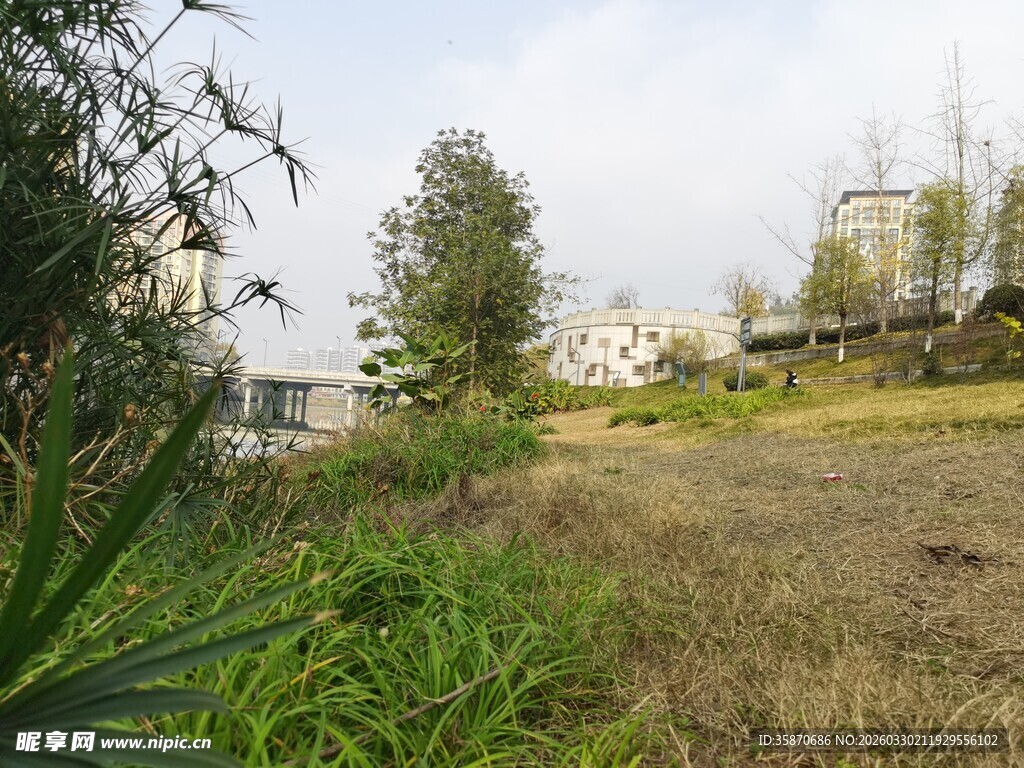 郊外草地与树木景观