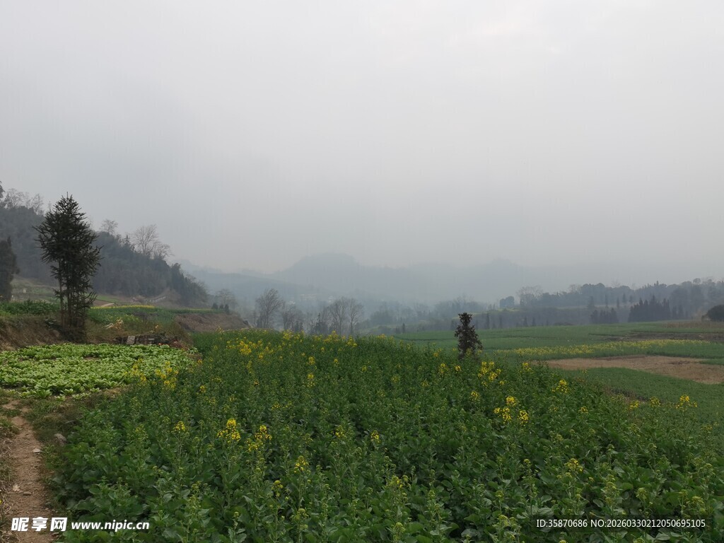 雾中油菜花田田园风光