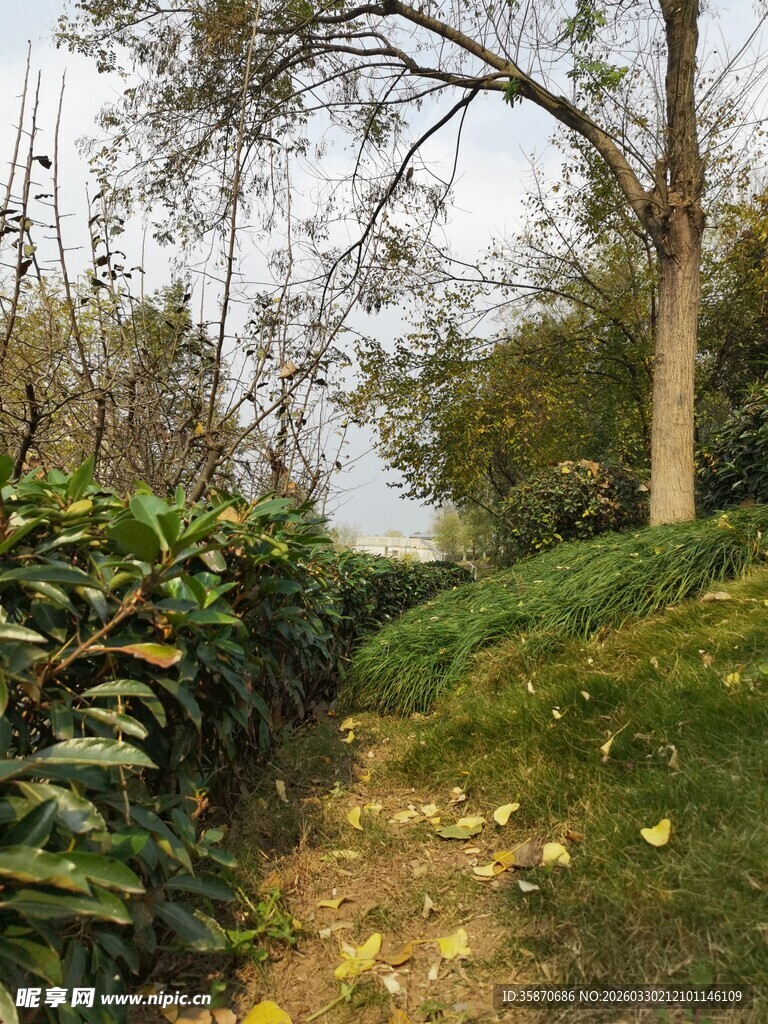 林间小径绿意盎然的景致