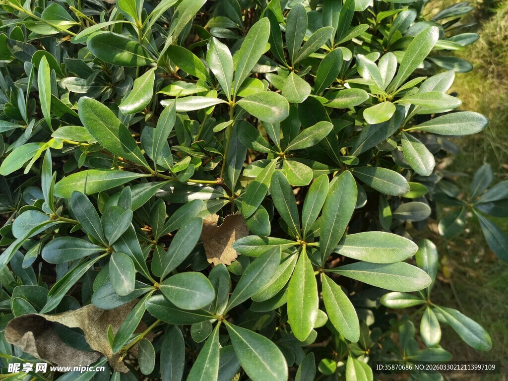 绿叶繁茂的植物景观