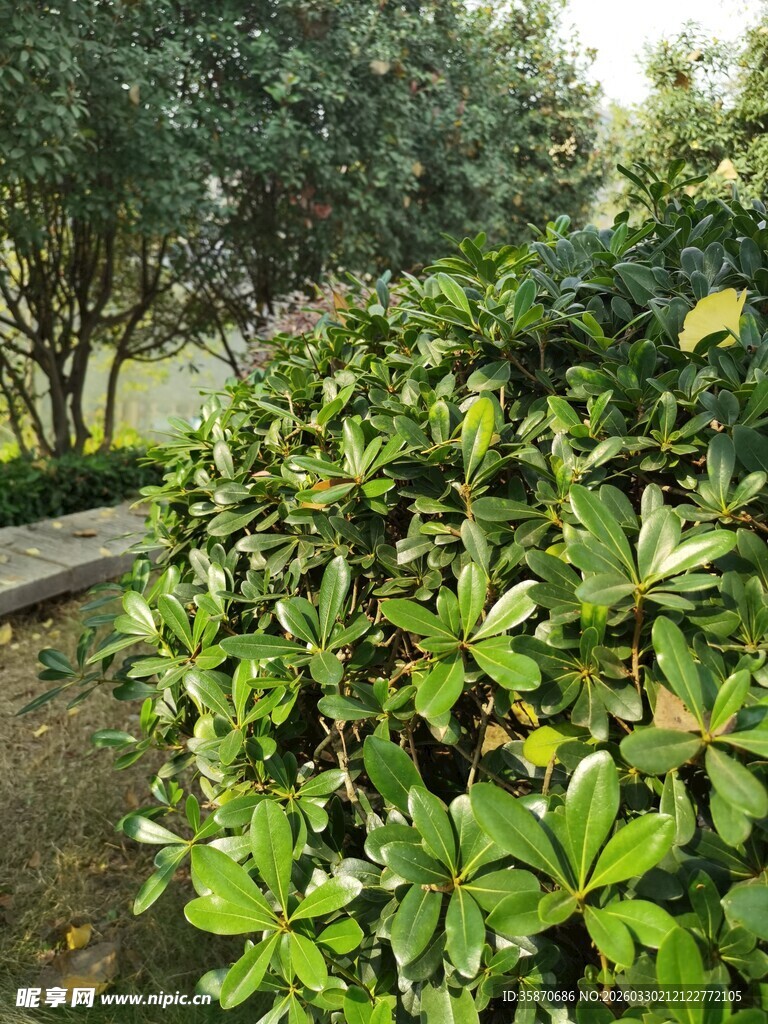 绿意盎然的园林植物景观
