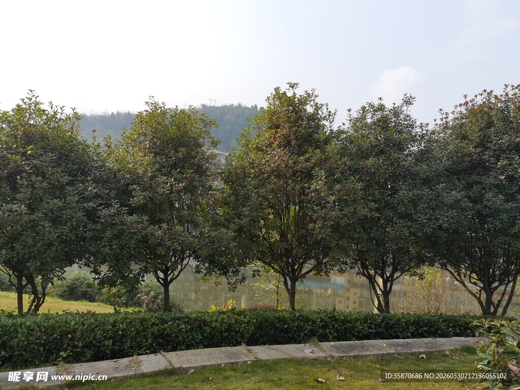 户外绿树成荫的自然景致