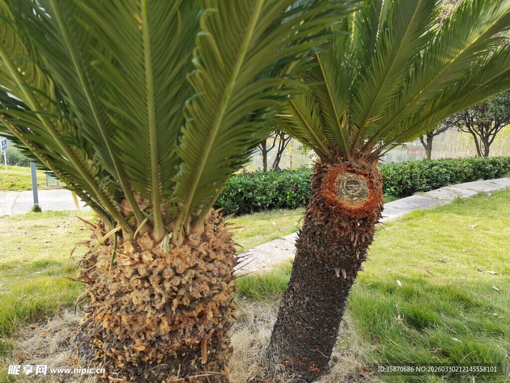 户外的两棵棕榈树