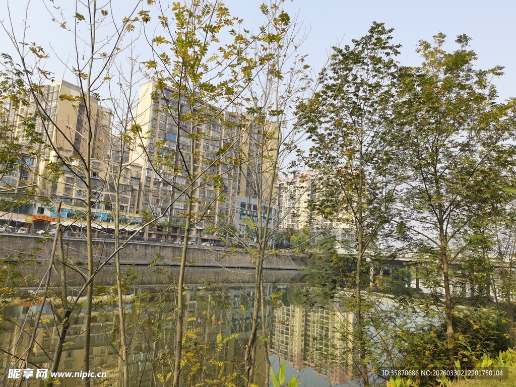 河畔绿树与城市建筑景观