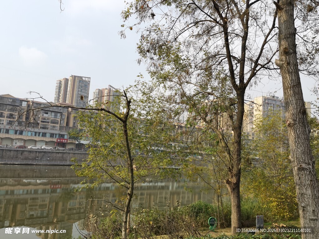 河畔树木与远处城市景观