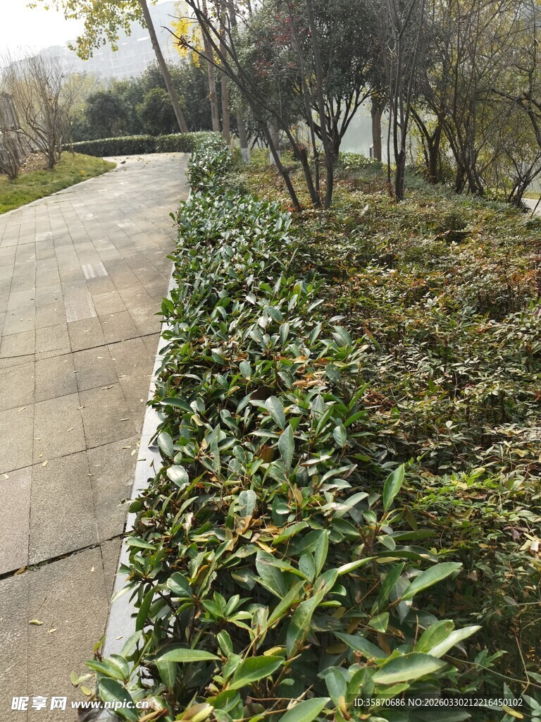 路边绿植景观