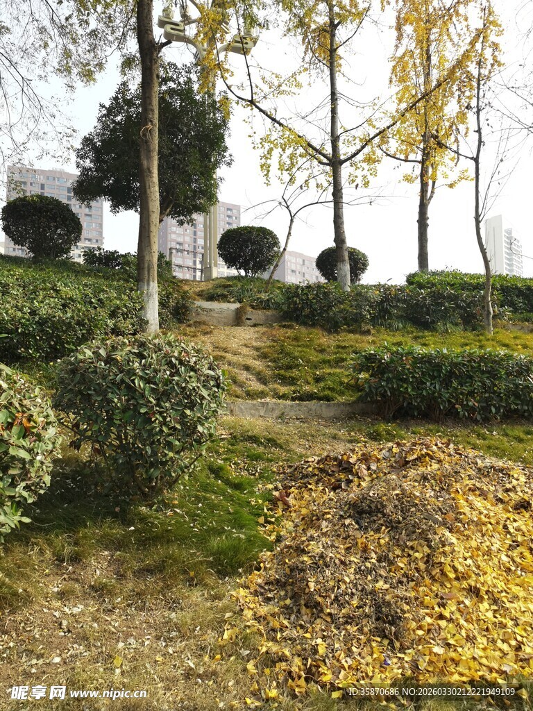 秋日园林景观黄叶覆草地