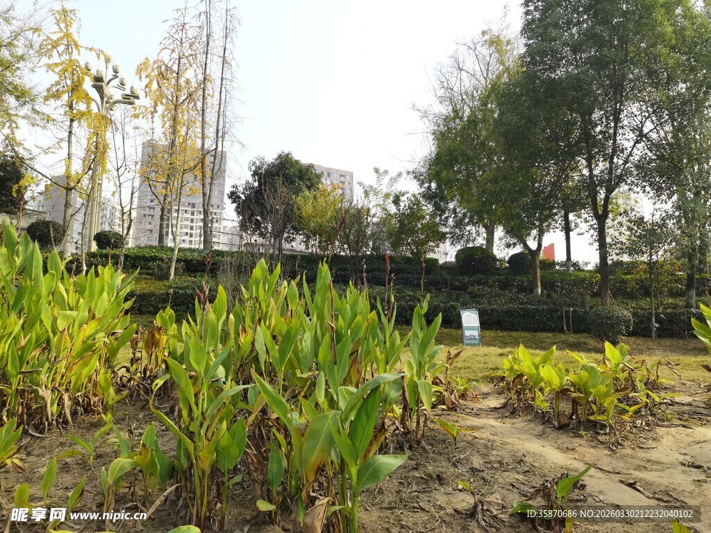 秋日园林植物景观