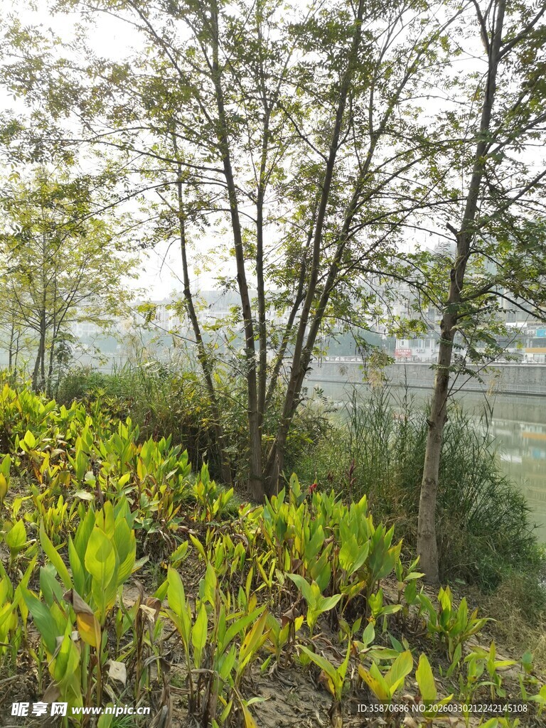 山林间的绿植与树木景观