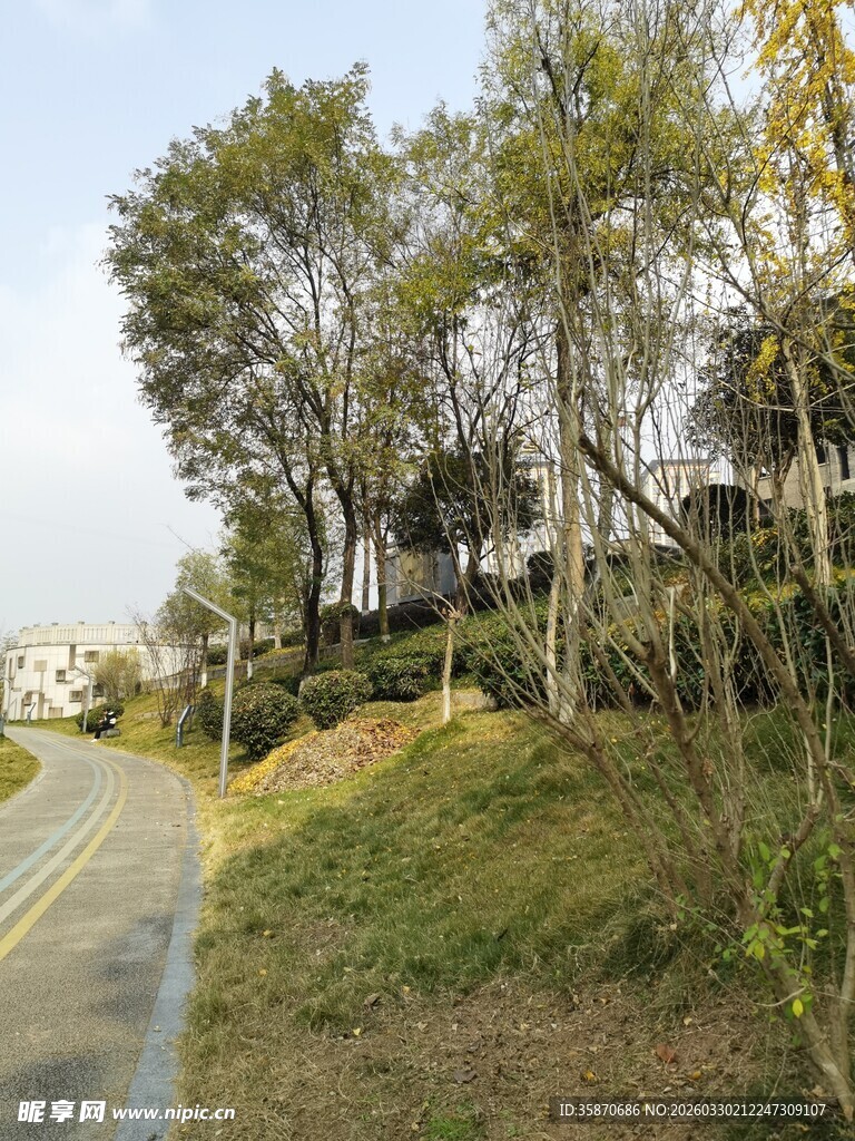 路边绿树成荫的自然景致