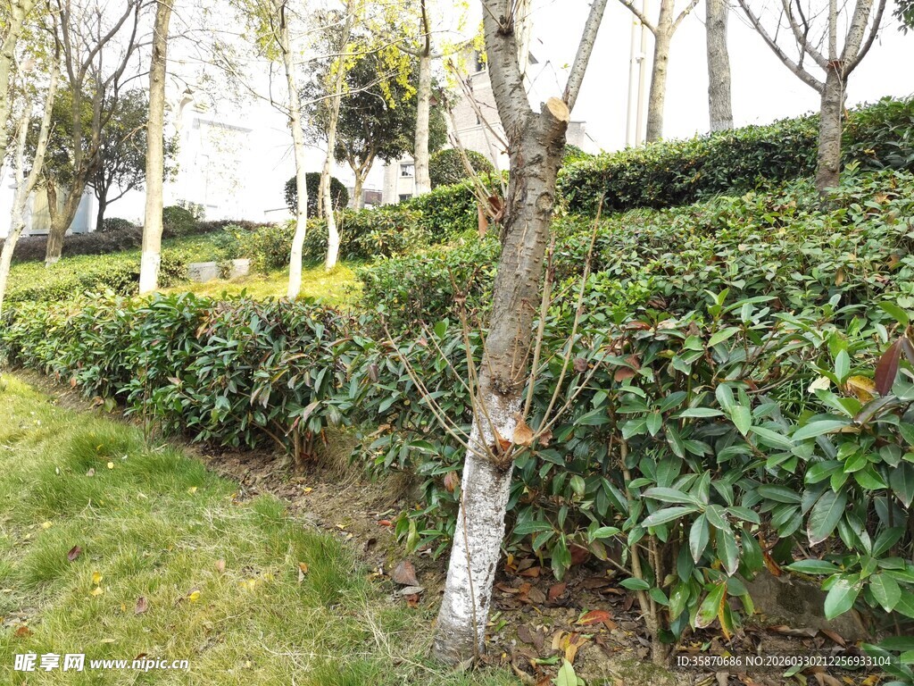 茶园中的树木与绿植景观