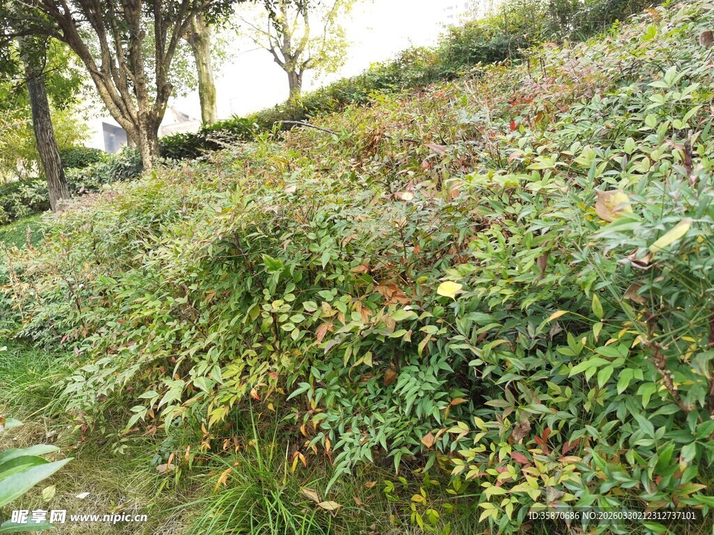 山坡上的繁茂绿植