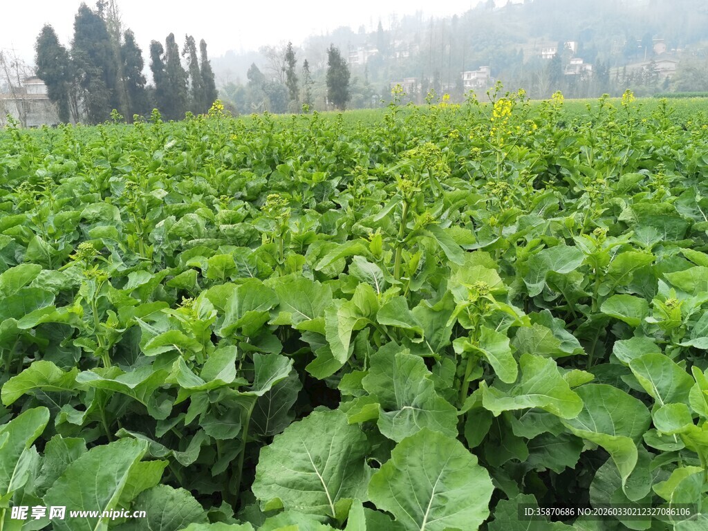 绿色蔬菜田生机盎然