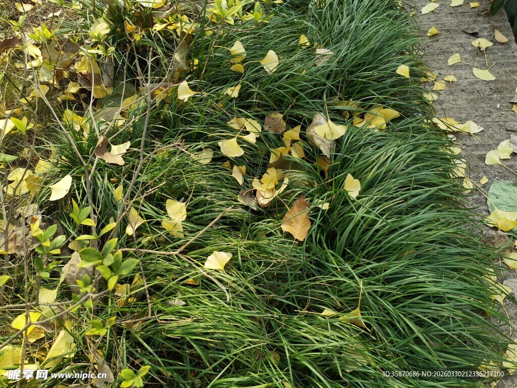 秋日草丛中的落叶景象