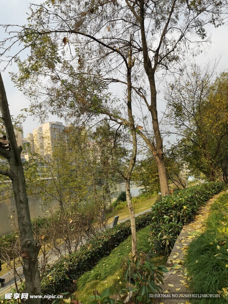 郊外河畔树木葱茏景致