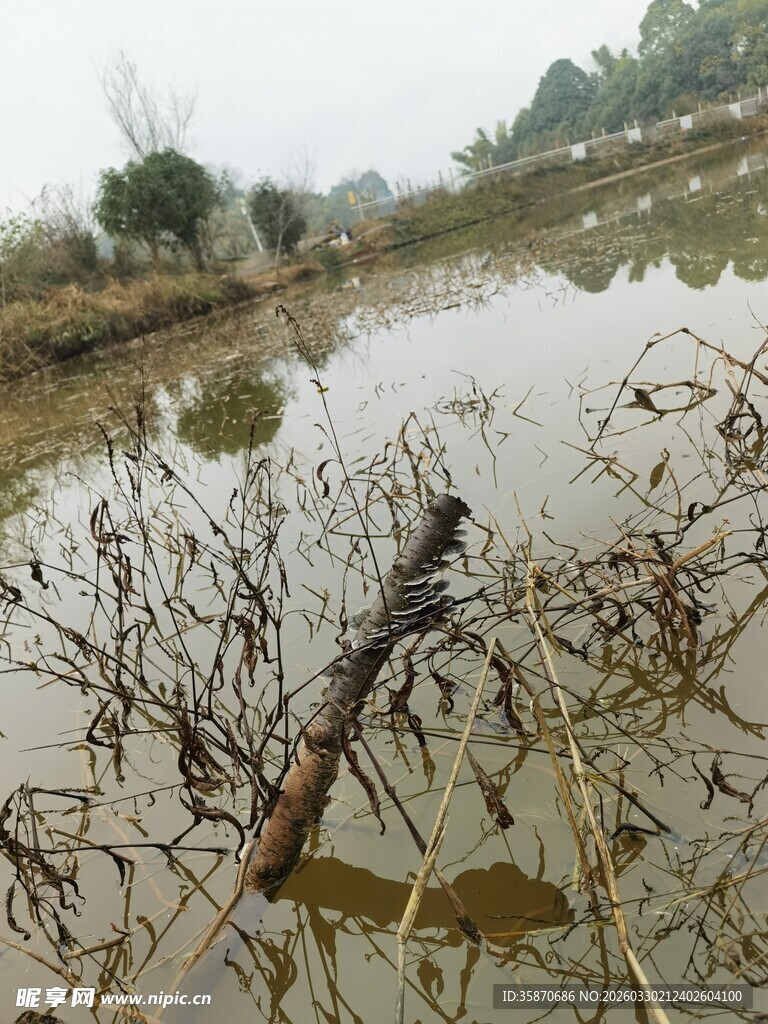 干涸池塘残枝败叶景象