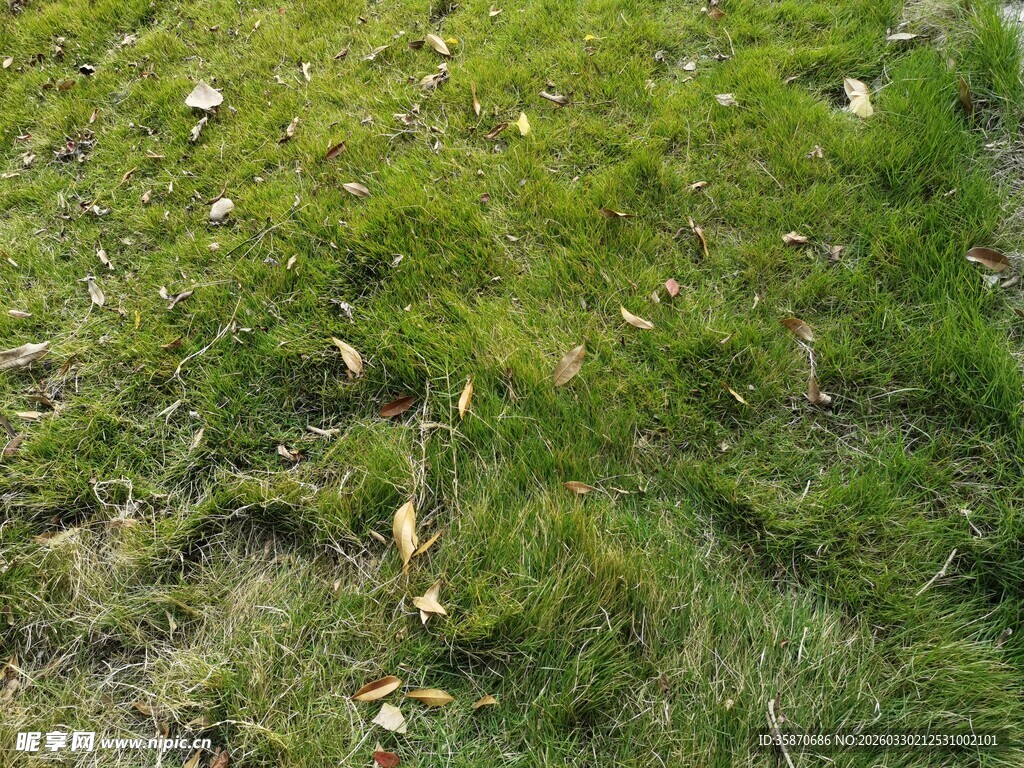 翠绿草地散落些许枯叶