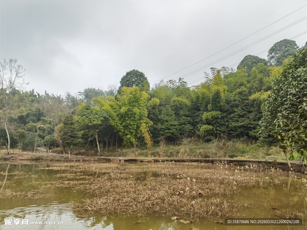 乡村水田边的葱郁树林