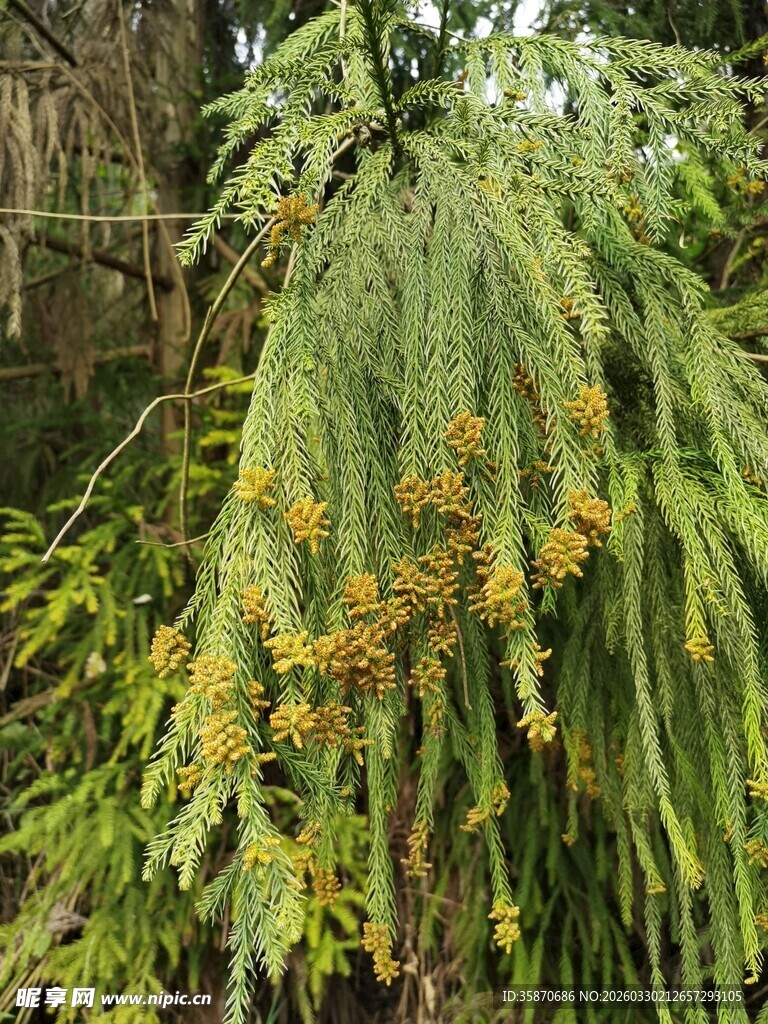 垂挂绿植金黄花序绽放