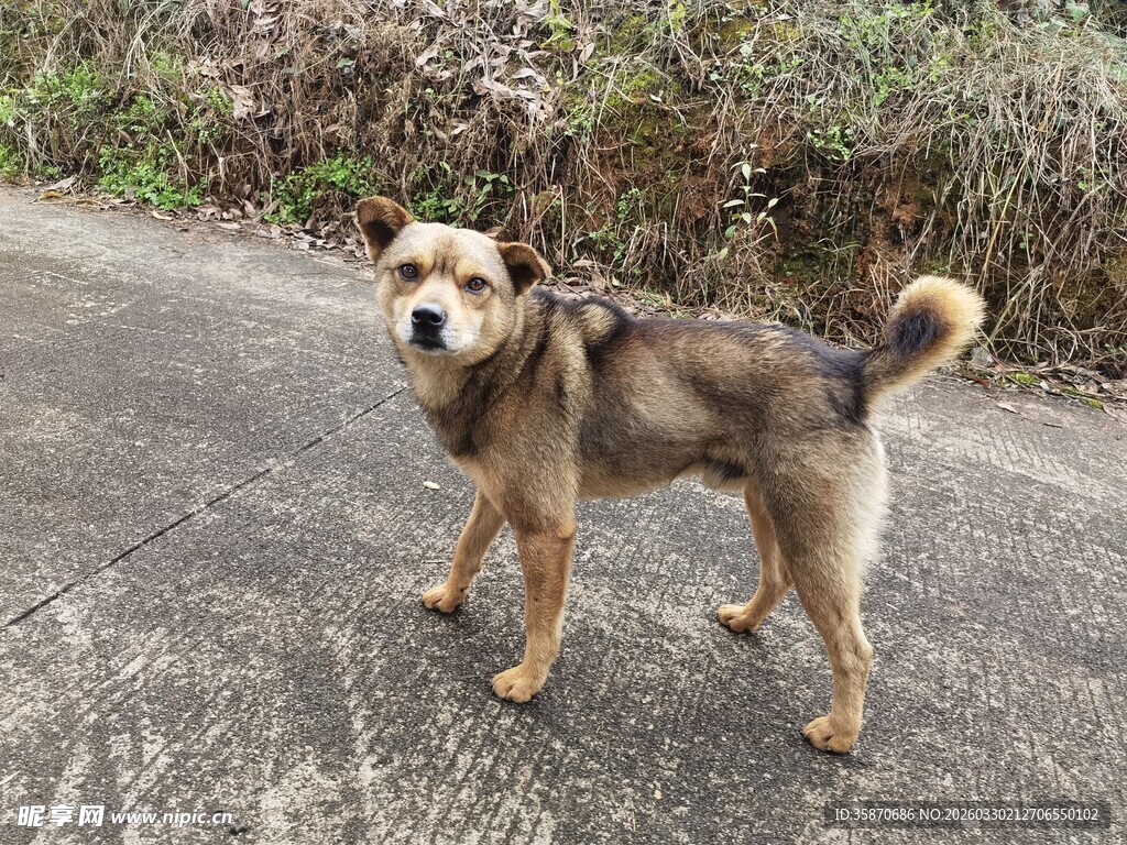 路边站立的可爱小狗