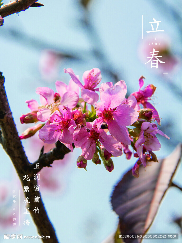 枝头绽放的粉嫩樱花