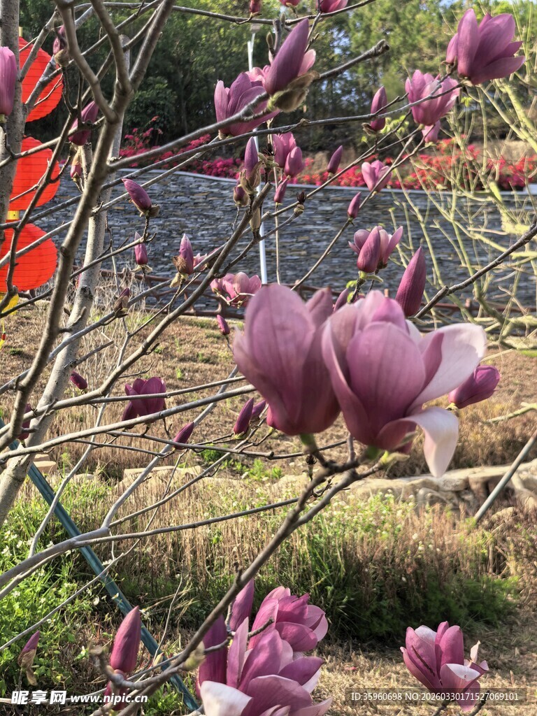 盛开的紫玉兰花