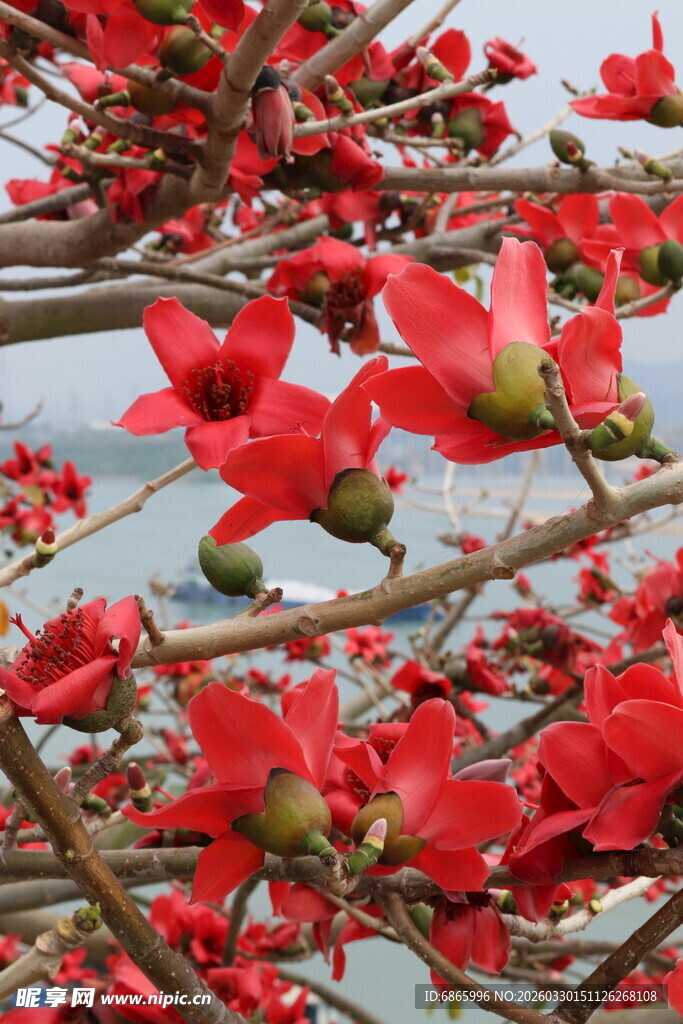 盛开的红花朵朵娇艳