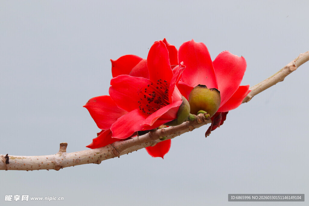 枝头绽放的艳丽红棉花