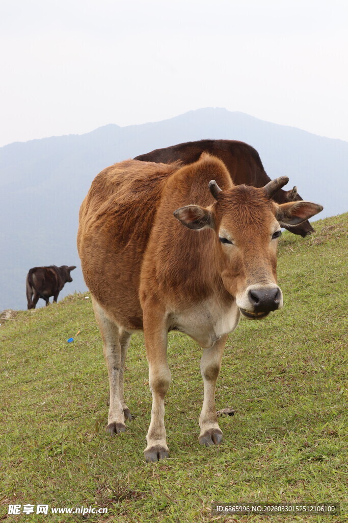 草原上的棕色牛