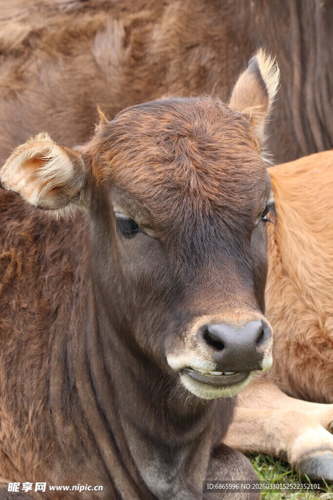 棕色小牛静卧草地