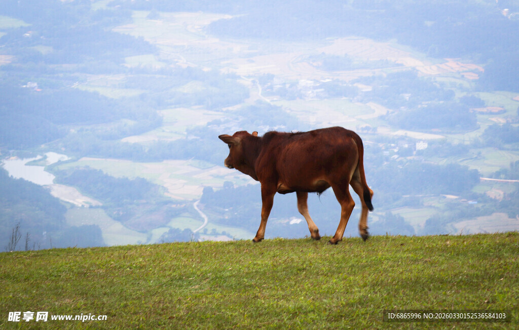 草原上的棕色牛