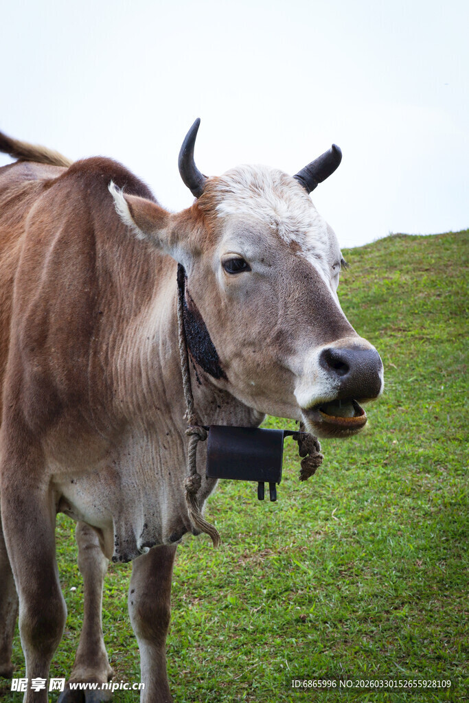 草原上的牛
