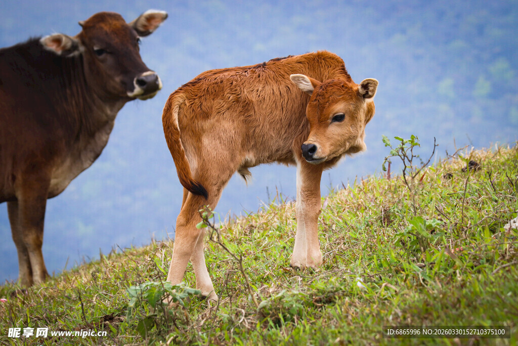 山坡上的母牛与小牛