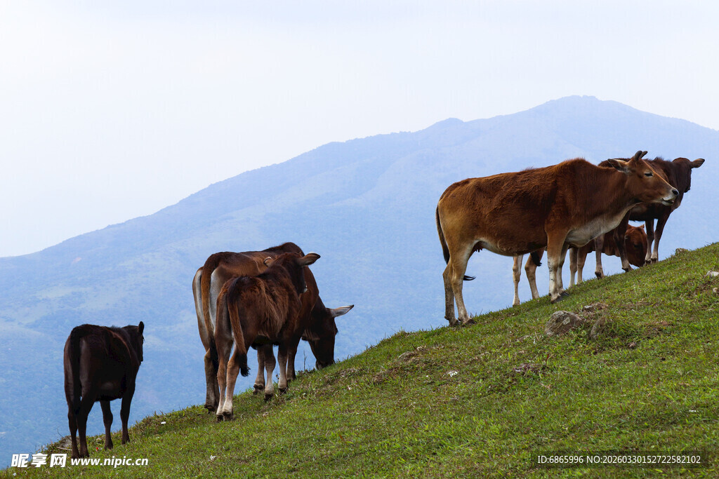 山坡上的牛群